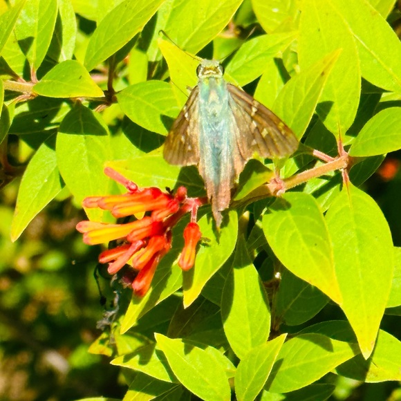 Meet your Posher, Coleen - Picture 1 of 1